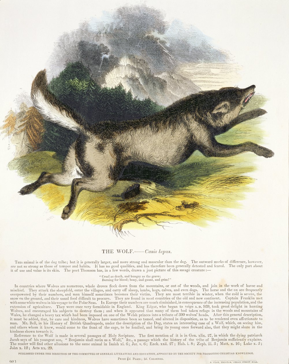 狼（天狼犬座）教育例证客栈。由促进基督教知识协会，1843年（aquatint） 作者 乔西亚·伍德·怀珀（Josiah Wood Whymper）