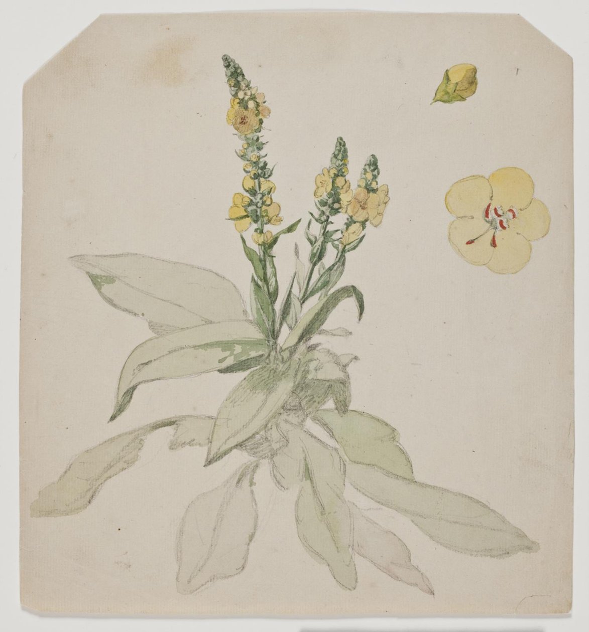 花锥菊（verbaserum） 作者 约根·罗德