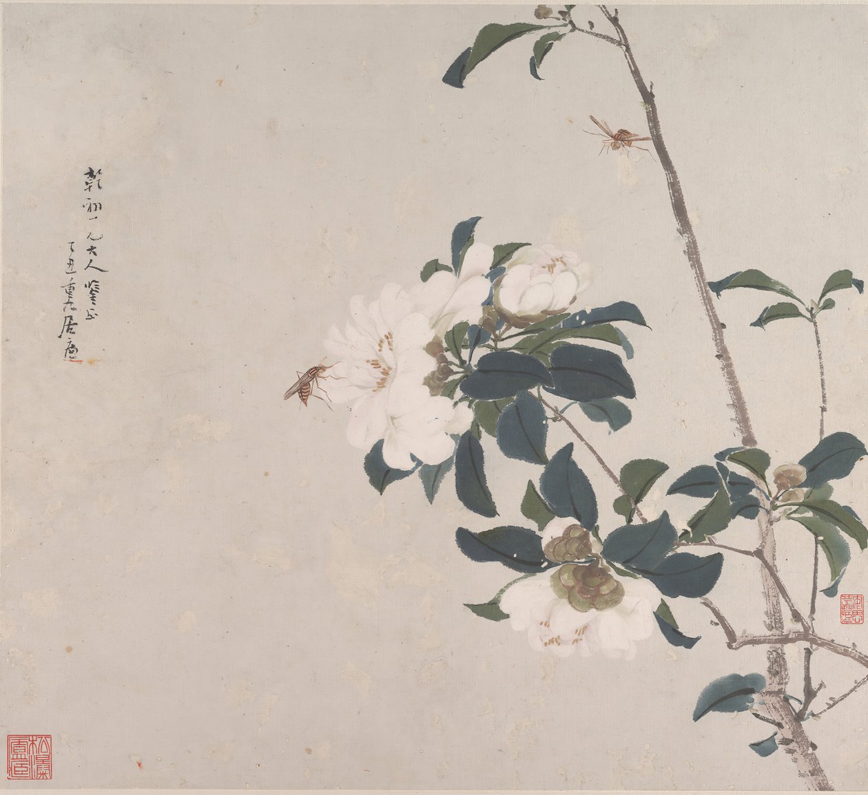 昆虫和花朵。 作者 菊莲