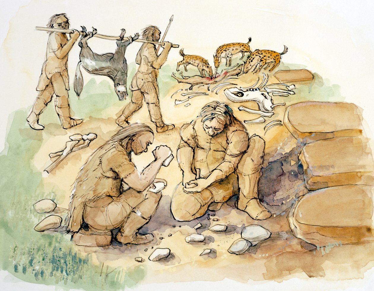 格拉斯顿类人猿和鬣狗，旧石器时代中上叶（公元前 3 万年），2001 年（纸面水彩画） 作者 朱迪思·多比