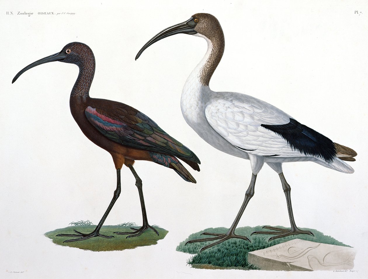 Ibises，来自&39;描述de l&39;Eypte&39;，1817年 作者 朱尔斯·塞萨尔·萨维尼