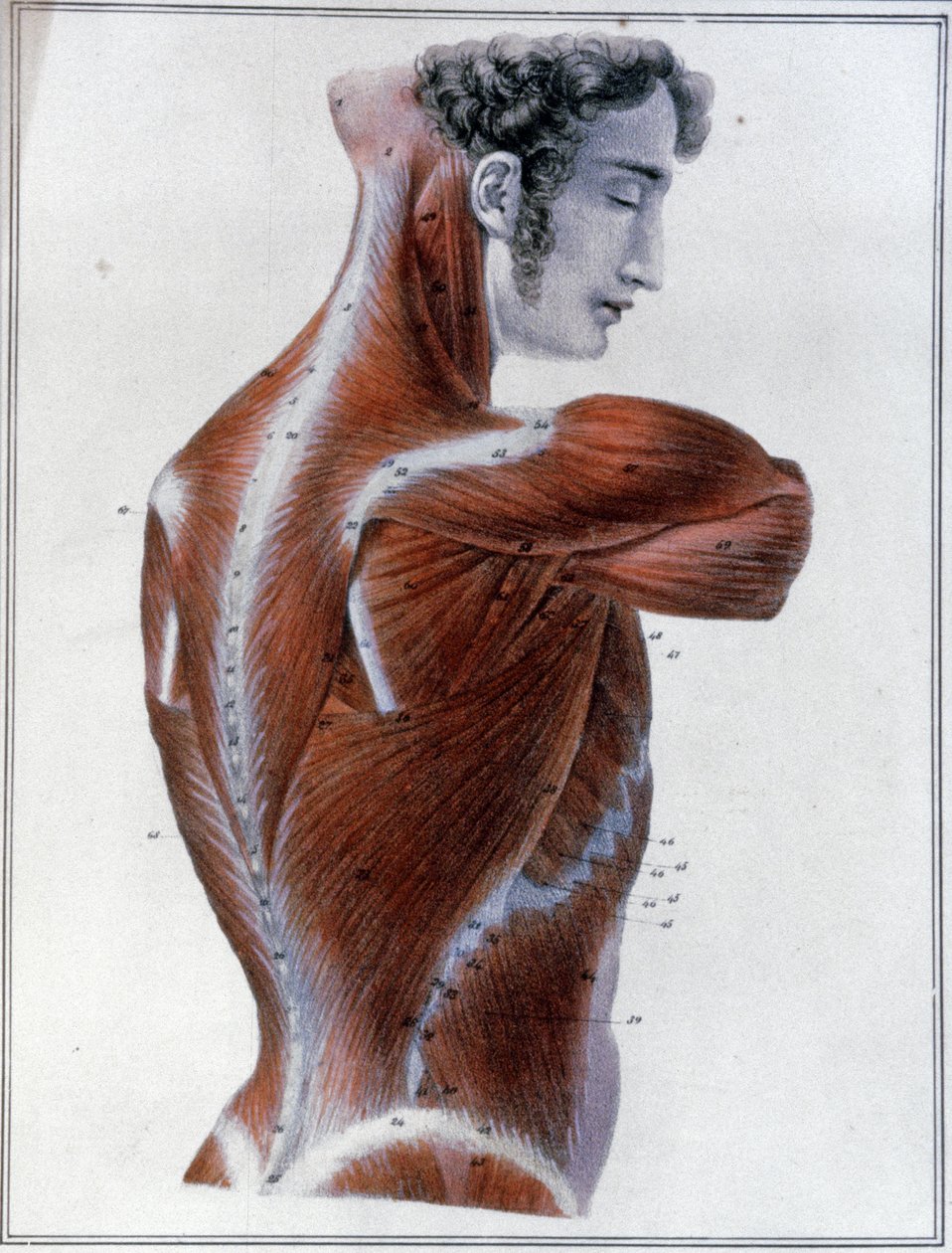 背部肌肉 作者 朱尔斯·格曼（Jules Germain）Cloquet