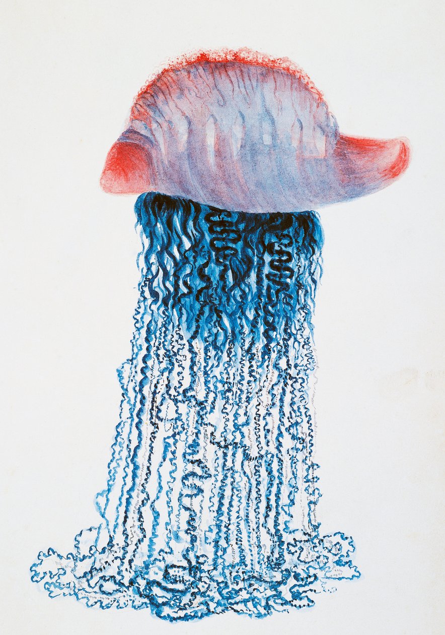 Medusa (Physalis pelagic), Brazil, drawing by Jules Louis Lejeun (1804-1851), from Duperrey