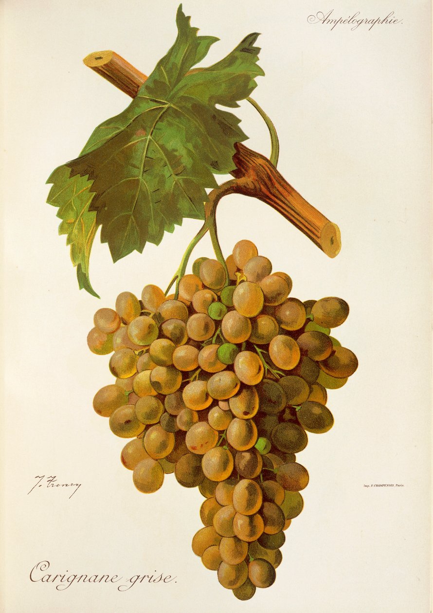 J. Troncy 生产的灰佳丽酿 (Carignane Grise) 葡萄 作者 朱尔斯·特朗西
