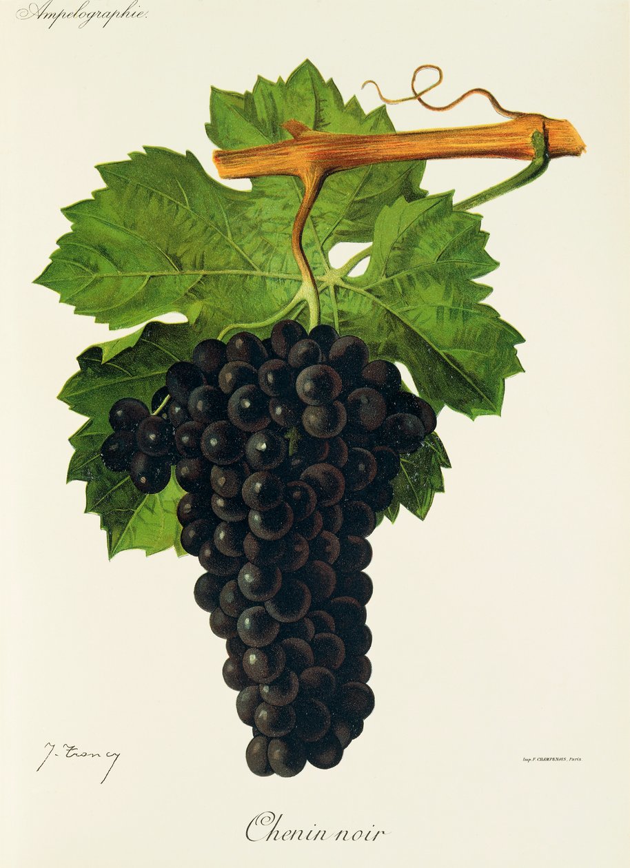 J. Troncy 的黑诗南 (Chenin Noir) 葡萄 作者 朱尔斯·特朗西