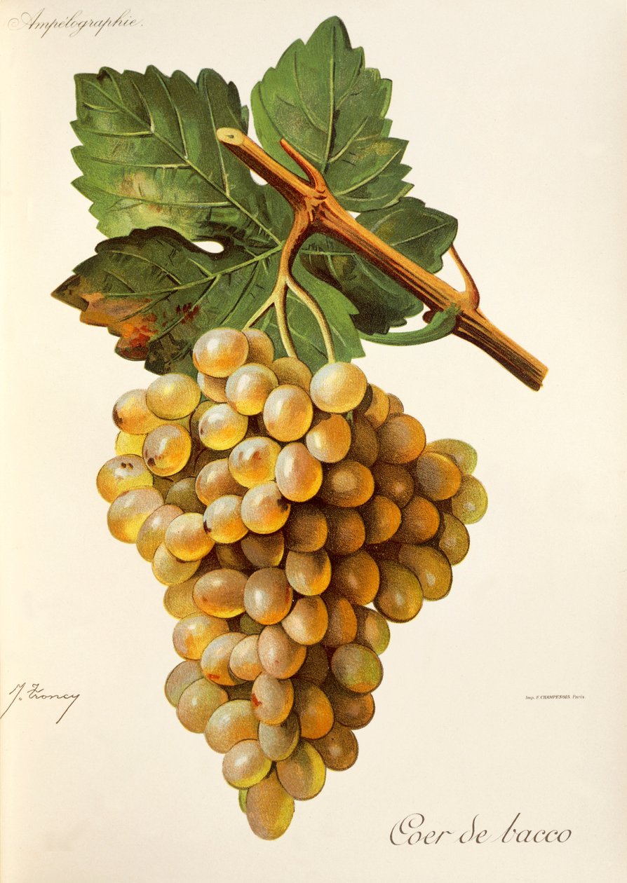 Coer de Bacco grape by J. Troncy   1414926   zh       chinese Successfully Translated  Original: Vase Translat: Vase 1478434 zh chinese Successfully Translated Original: Falbalas et Fanfreluches, Almanac for 1924, front cover, by George Barbier, print Tran 作者 朱尔斯·特朗西