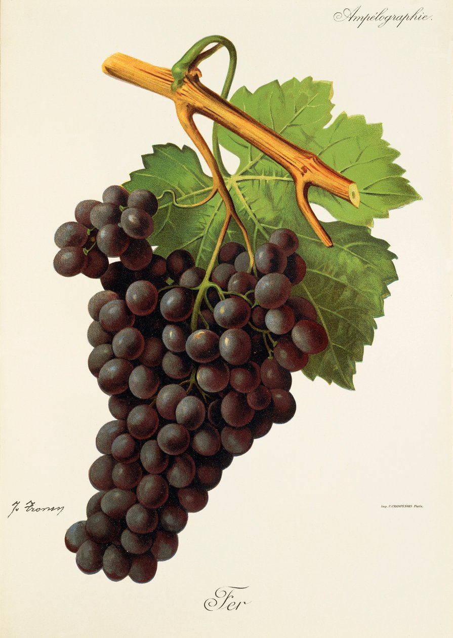J. Troncy 的 Fer grape 作者 朱尔斯·特朗西