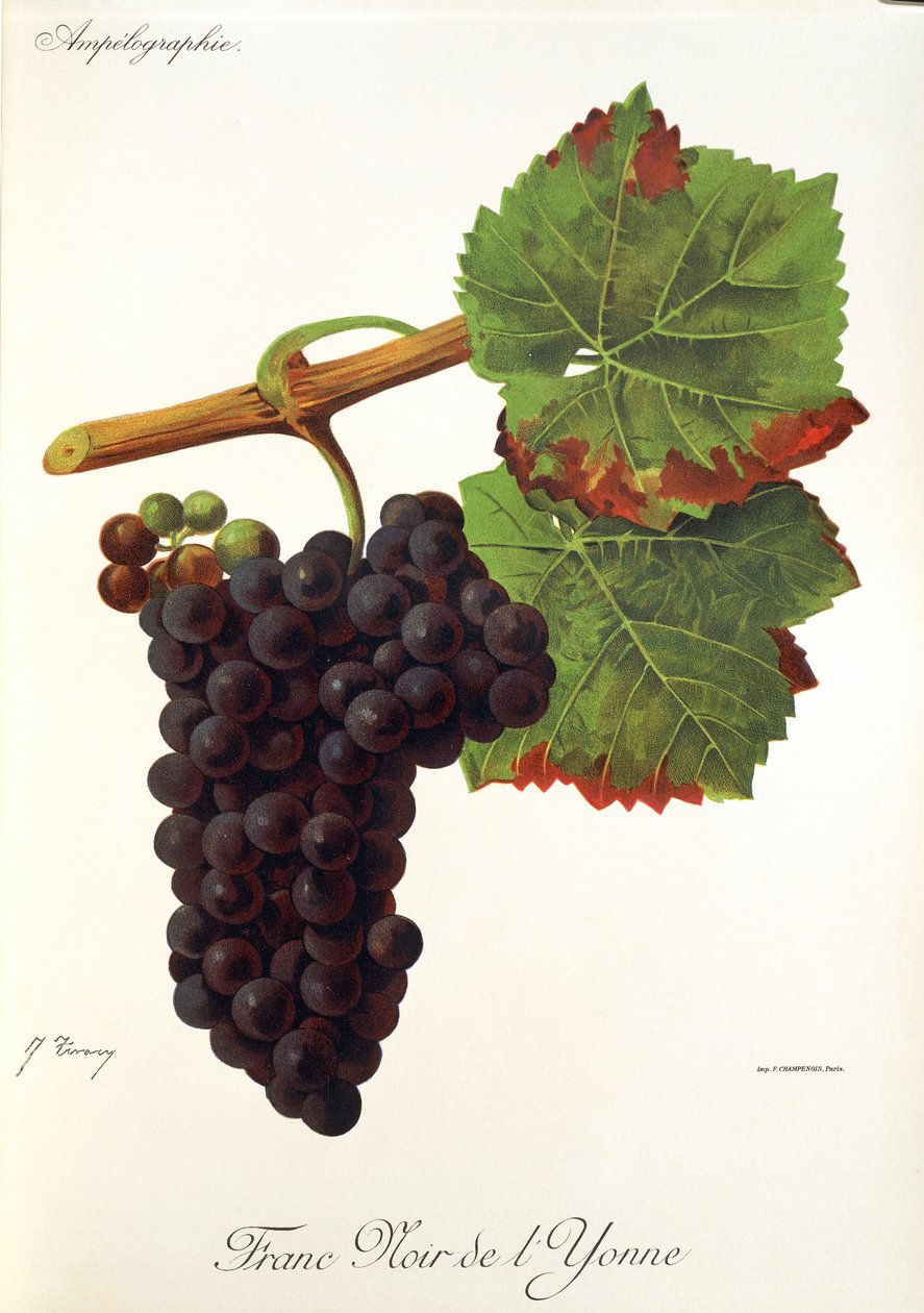 J. Troncy 生产的 Franc Noir de l