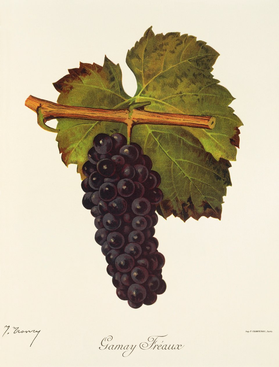 Gamay Freaux grape by J. Troncy   1414182   zh       chinese Successfully Translated  Original: Spring Flowers Translat: Spring Flowers 1402816 zh chinese Successfully Translated Original: View in Macao Translat: View in Macao 1433504 zh chinese Successful 作者 朱尔斯·特朗西
