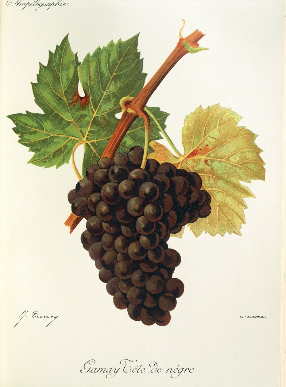 J. Troncy 生产的 Gamay Tete de Negre 葡萄 作者 朱尔斯·特朗西