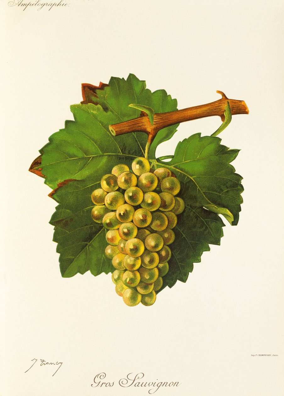 J. Troncy 的 Gros Sauvignon 葡萄 作者 朱尔斯·特朗西