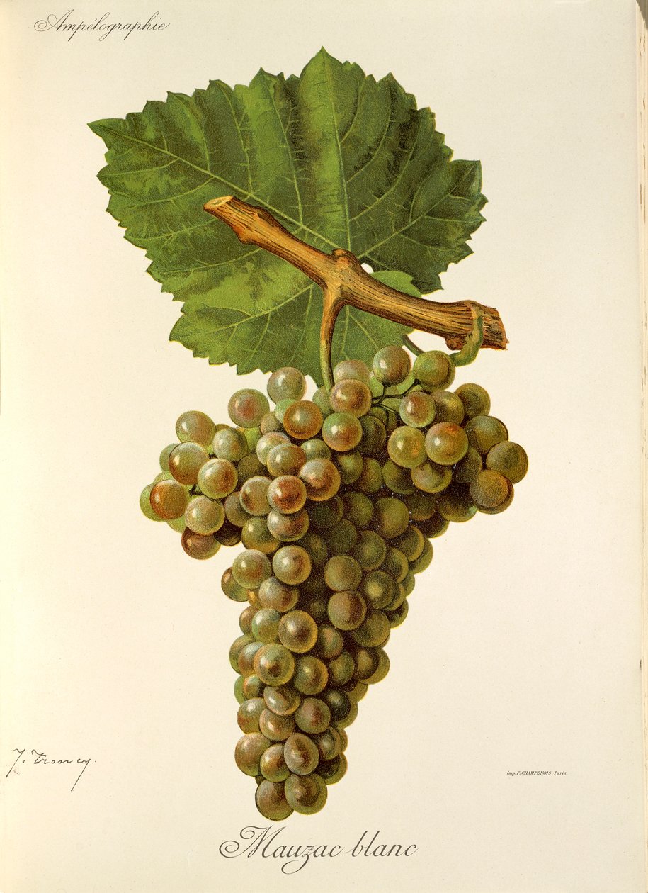 J. Troncy 的 Mauzac Blanc 葡萄 作者 朱尔斯·特朗西