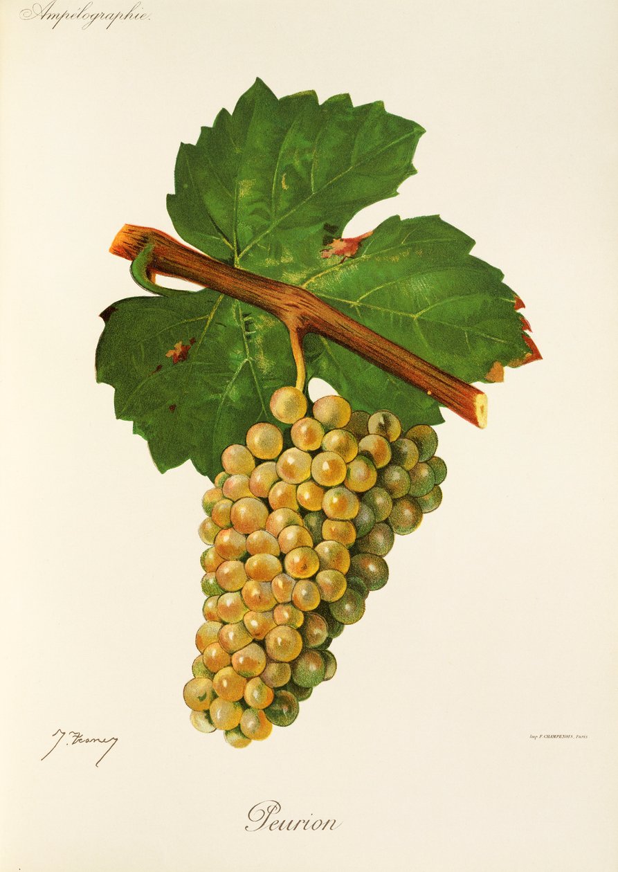 Peurion grape by J. Troncy 作者 朱尔斯·特朗西