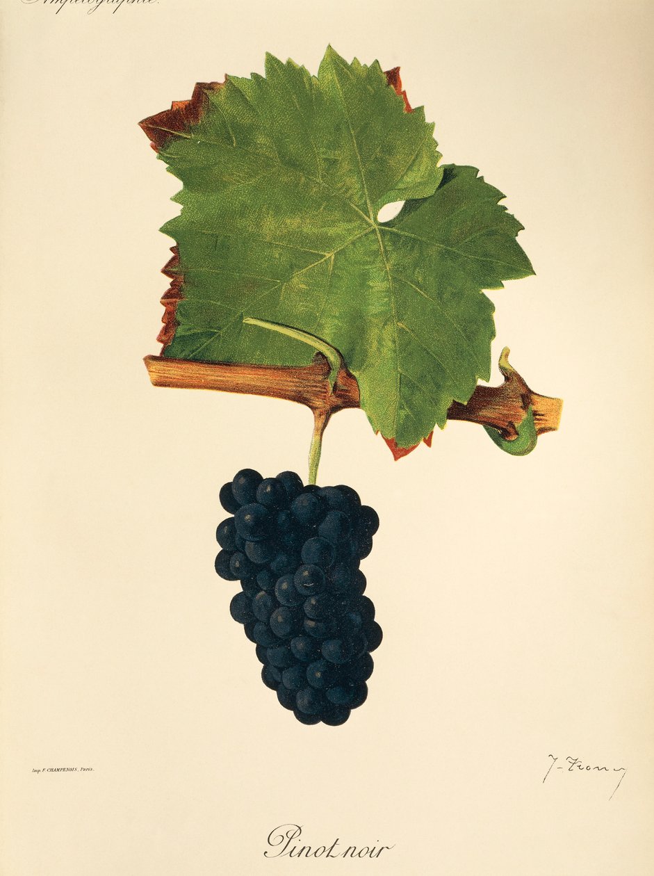 Pinot Noir grape by J. Troncy   1415052   zh       chinese Successfully Translated  Original: Glastonbury Plain Translat: Glastonbury Plain 1415885 zh chinese Successfully Translated Original: Massacre of Glencoe Translat: Massacre of Glencoe 1470697 zh ch 作者 朱尔斯·特朗西