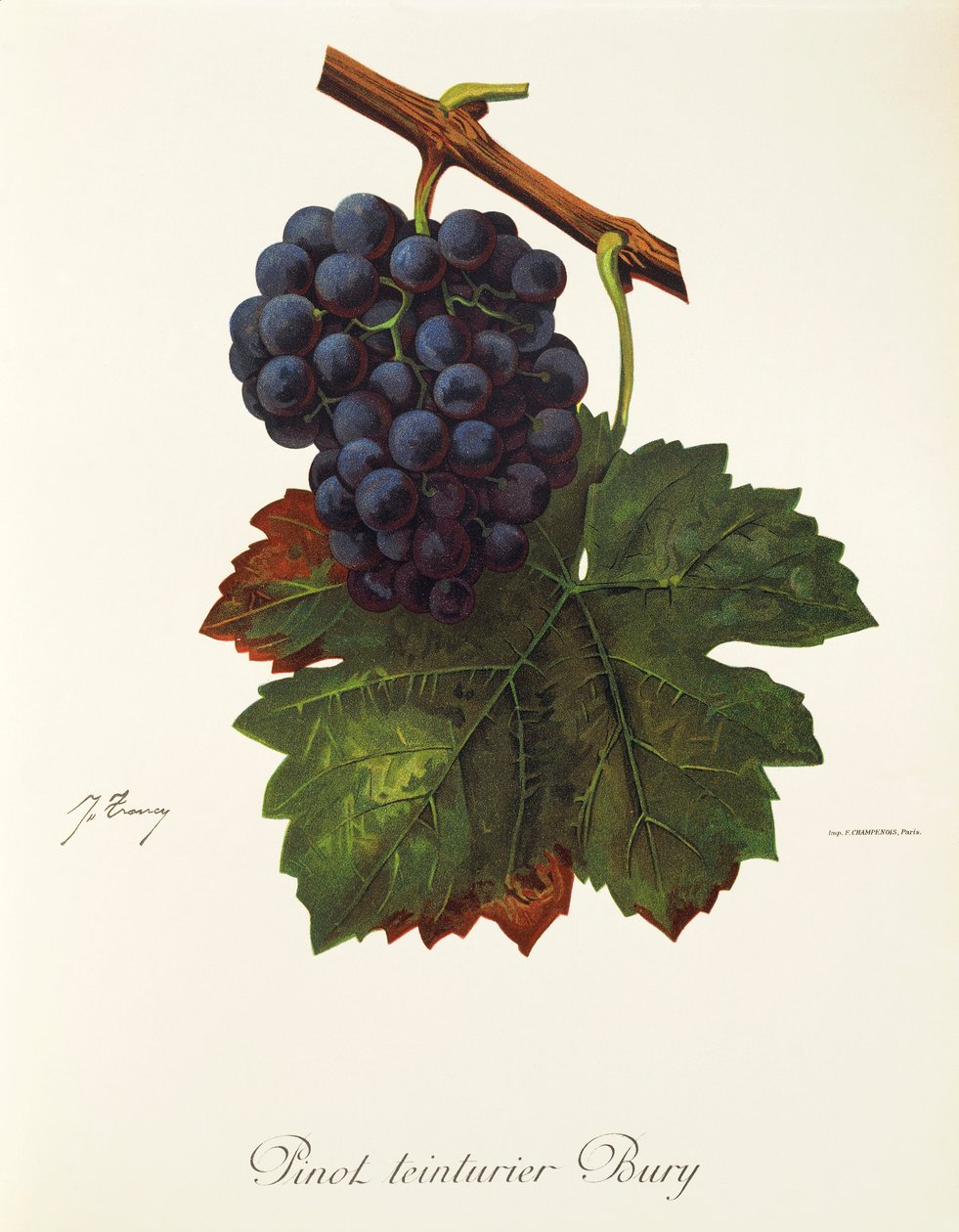 J. Troncy 的 Pinot Teinturier Bury 葡萄 作者 朱尔斯·特朗西