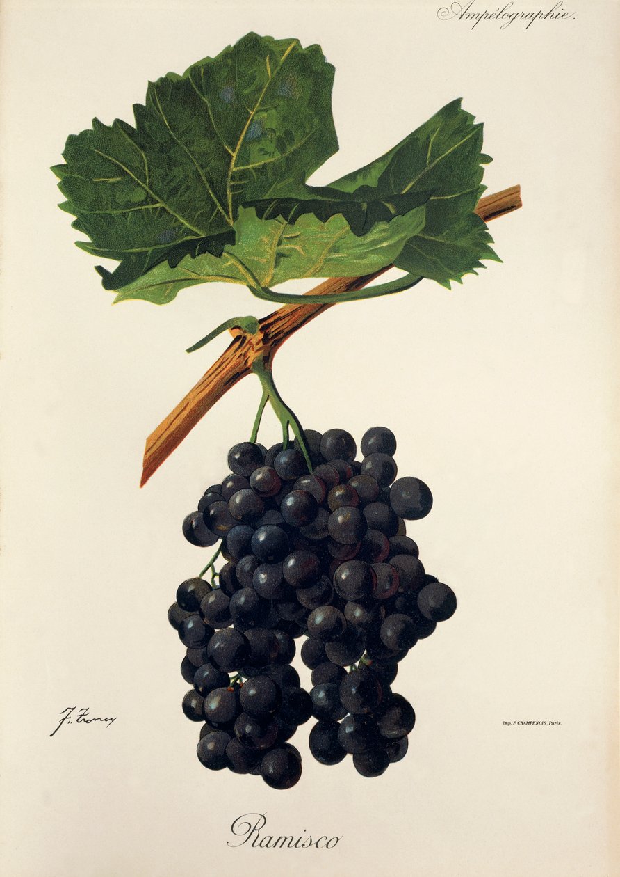 Ramisco grape by J. Troncy 作者 朱尔斯·特朗西