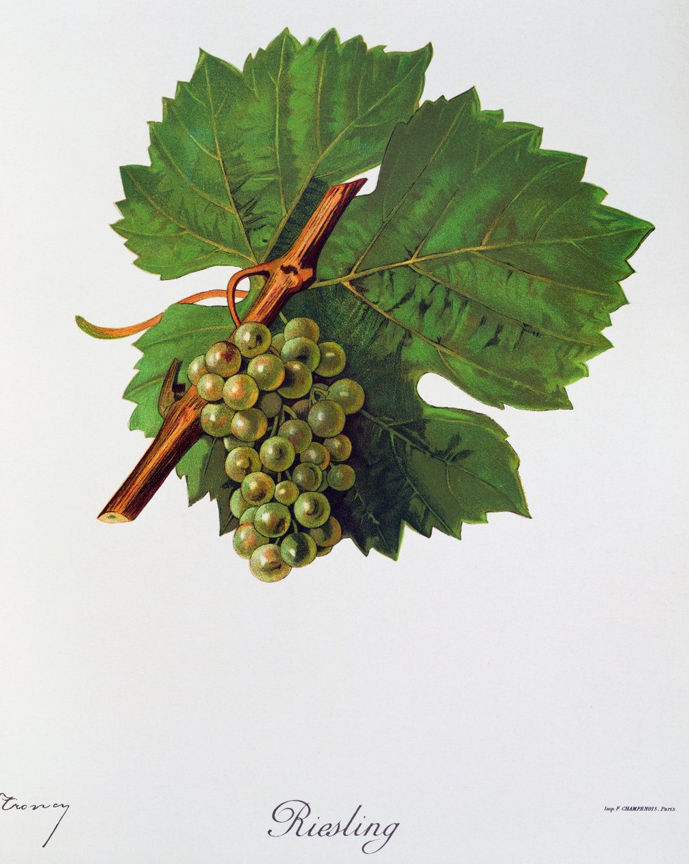 来自 Ampelographie 的 Jules Troncy 的雷司令葡萄，Traite General de vigiculture（Ampelography，葡萄栽培通用条约），第二卷，作者：Pierre Viala (1859-1936) 和 Victor Vermorel (1848-1927)，巴黎 作者 朱尔斯·特朗西