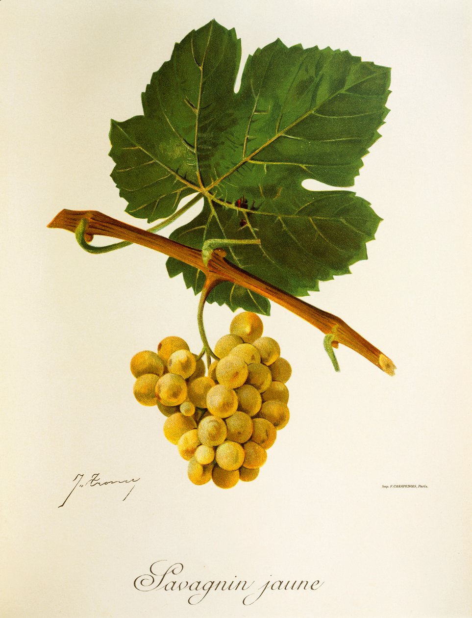 J. Troncy 生产的 Savagnin Jaune 葡萄 作者 朱尔斯·特朗西