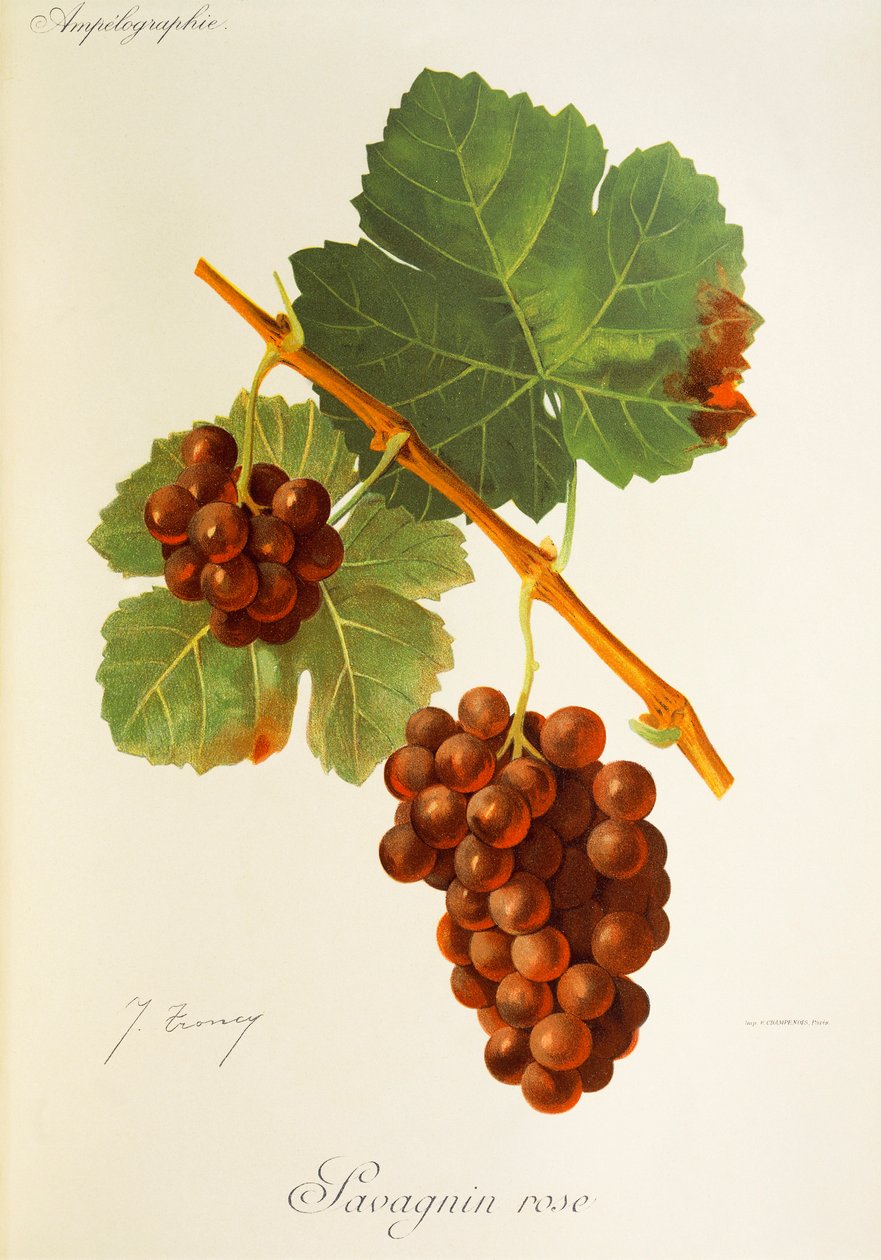 J. Troncy 的 Savagnin Rose 葡萄 作者 朱尔斯·特朗西