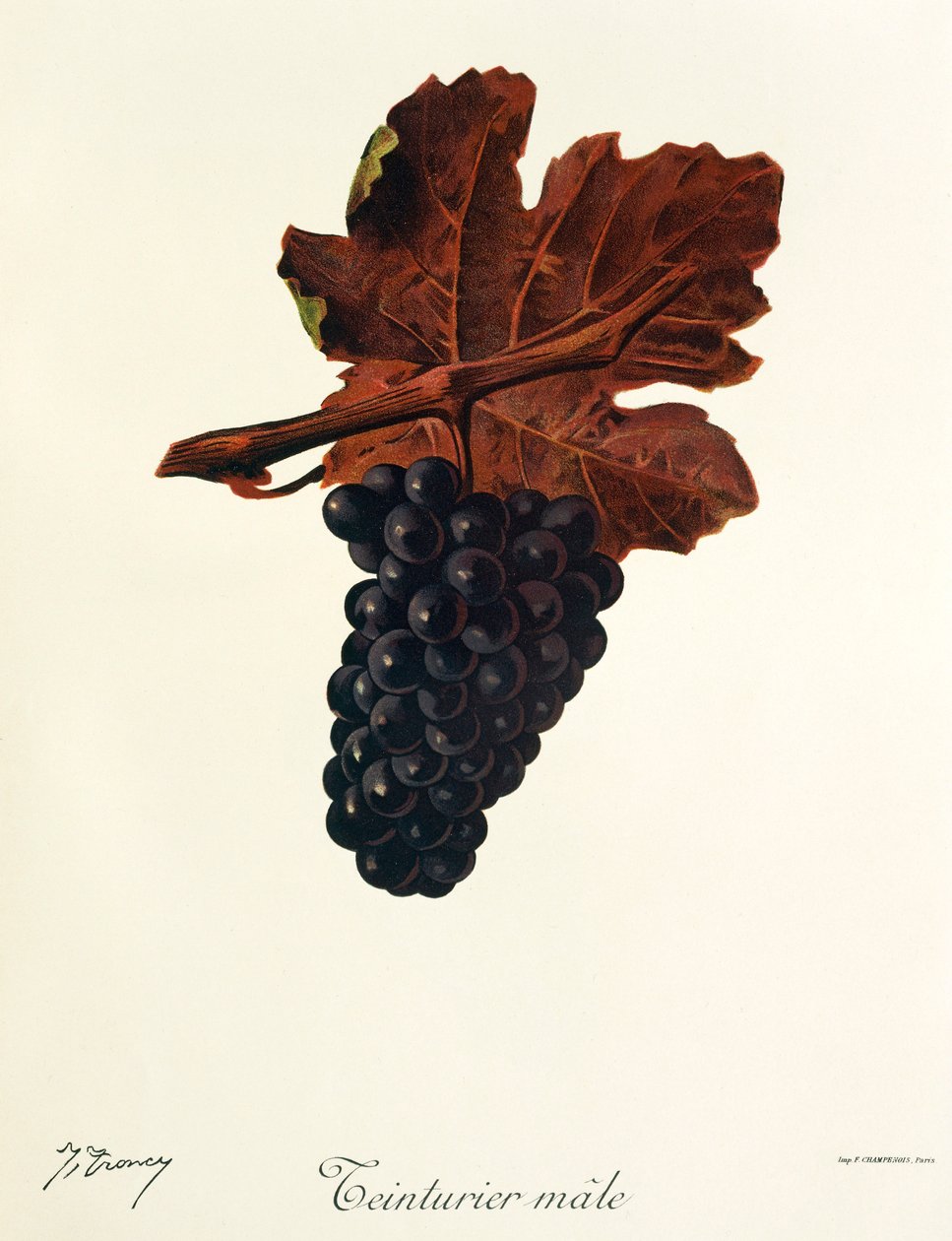 J. Troncy 的 Teinturier Male grape（雄性葡萄）作品 作者 朱尔斯·特朗西