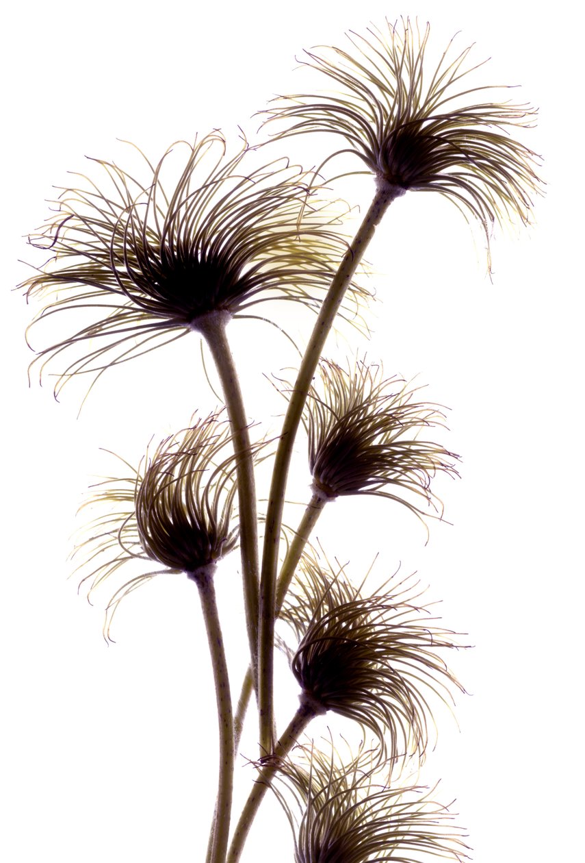 Clematis Buds，2010，（数码摄影，数码原版） 作者 朱莉娅·麦克莱摩（Julia McLemore）