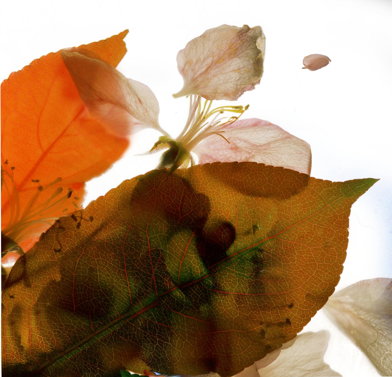 Crabapple Rose I，2014，（数码摄影，数码原版） 作者 朱莉娅·麦克莱摩（Julia McLemore）