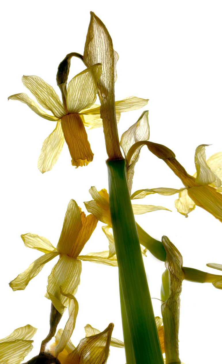 水仙花架（数码摄影，数码原始打印，摄影） 作者 朱莉娅·麦克莱摩（Julia McLemore）