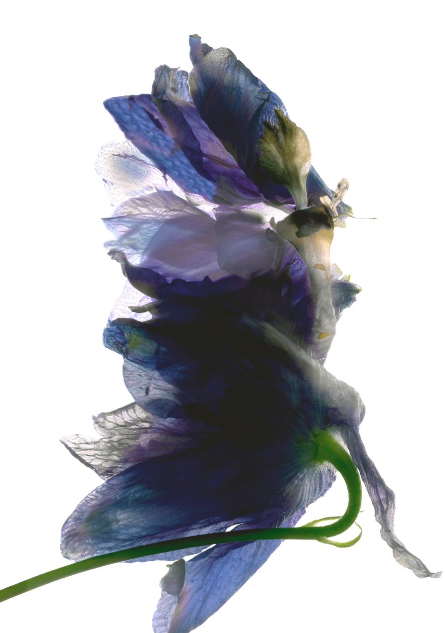 Delphinium Dance，2009，（数码摄影，数码原版） 作者 朱莉娅·麦克莱摩（Julia McLemore）
