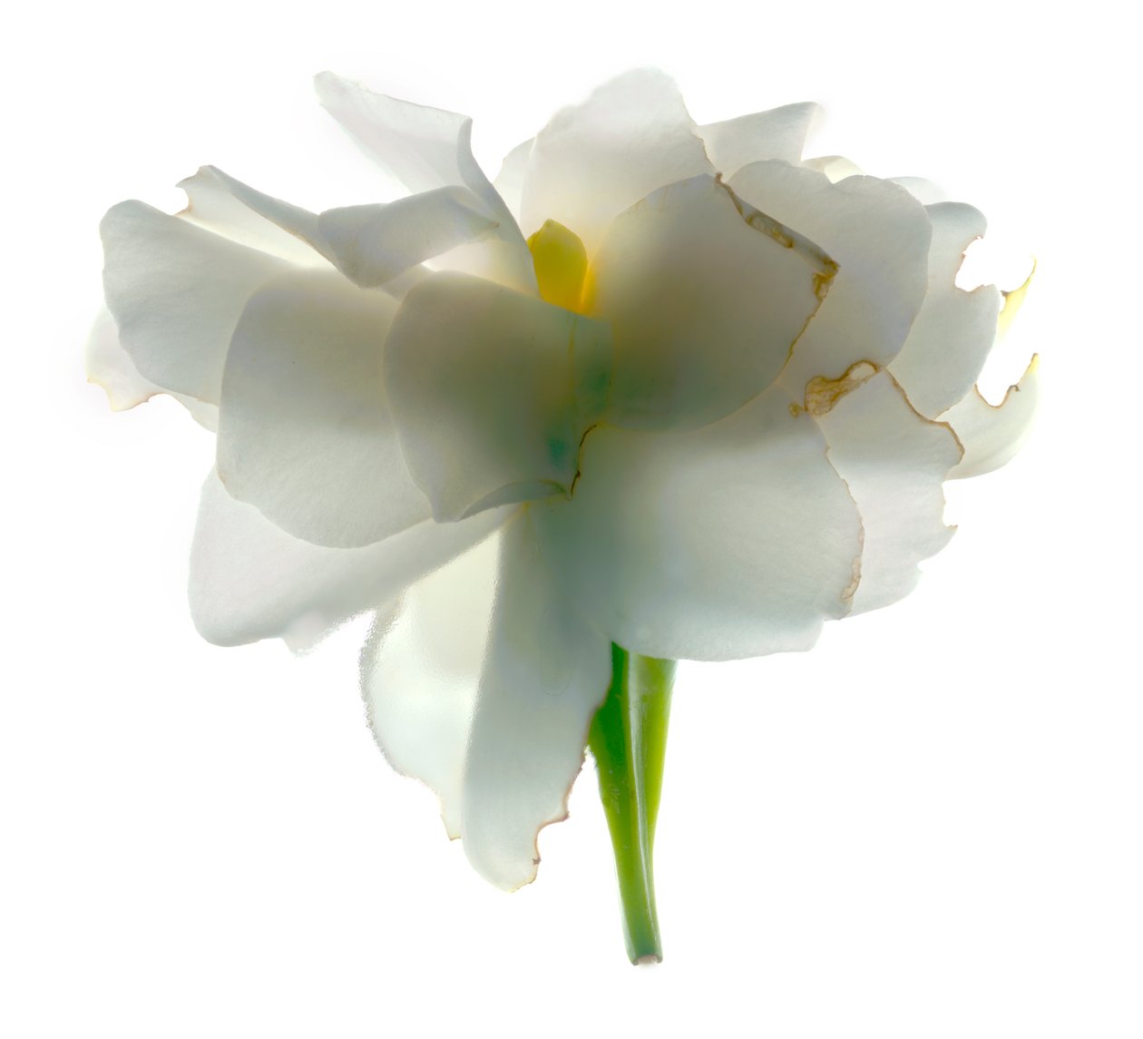 Gardenia Float，2011，（数码摄影，数码原版） 作者 朱莉娅·麦克莱摩（Julia McLemore）