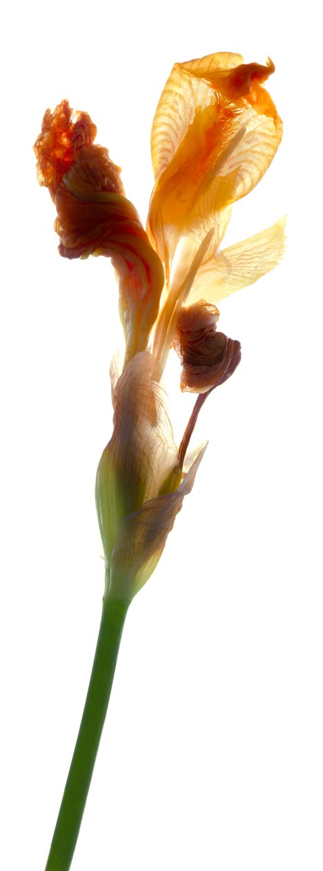 Iris Yellow，2011，（数码摄影，数码原版） 作者 朱莉娅·麦克莱摩（Julia McLemore）