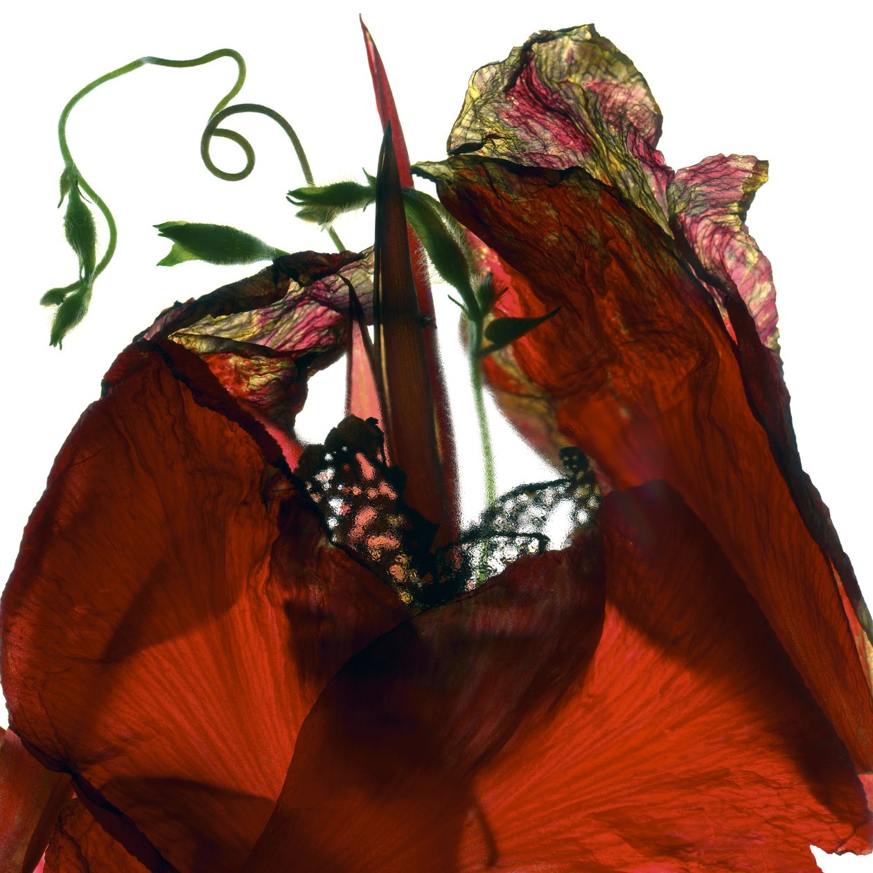 牵牛花美人蕉红（数码摄影，数码原版） 作者 朱莉娅·麦克莱摩（Julia McLemore）