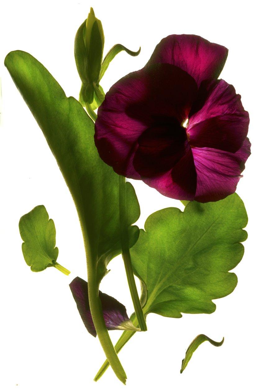 Pansy Purple，2014，（数码摄影，数码原版） 作者 朱莉娅·麦克莱摩（Julia McLemore）