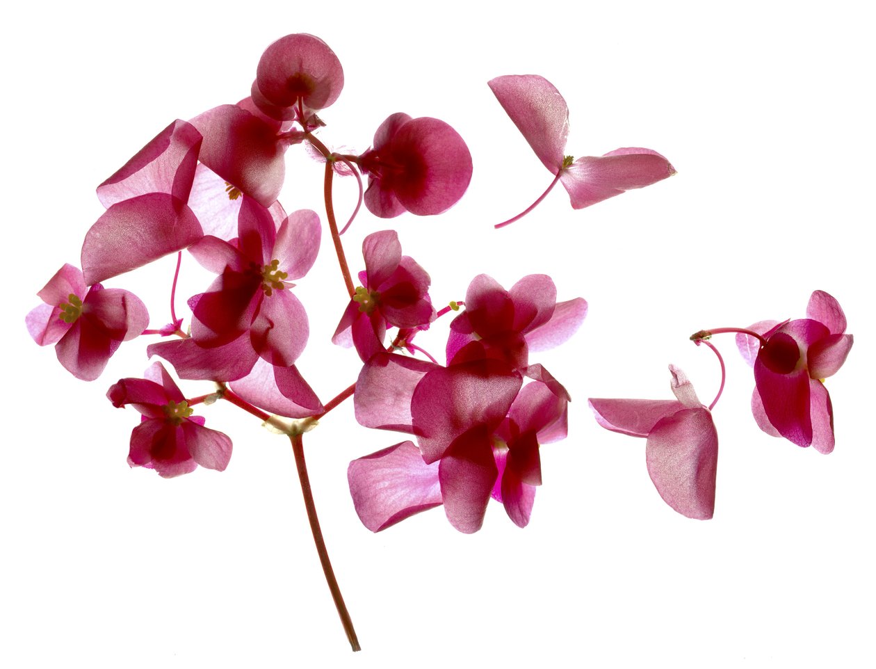Pink Begonia I（数码摄影，数码原版） 作者 朱莉娅·麦克莱摩（Julia McLemore）