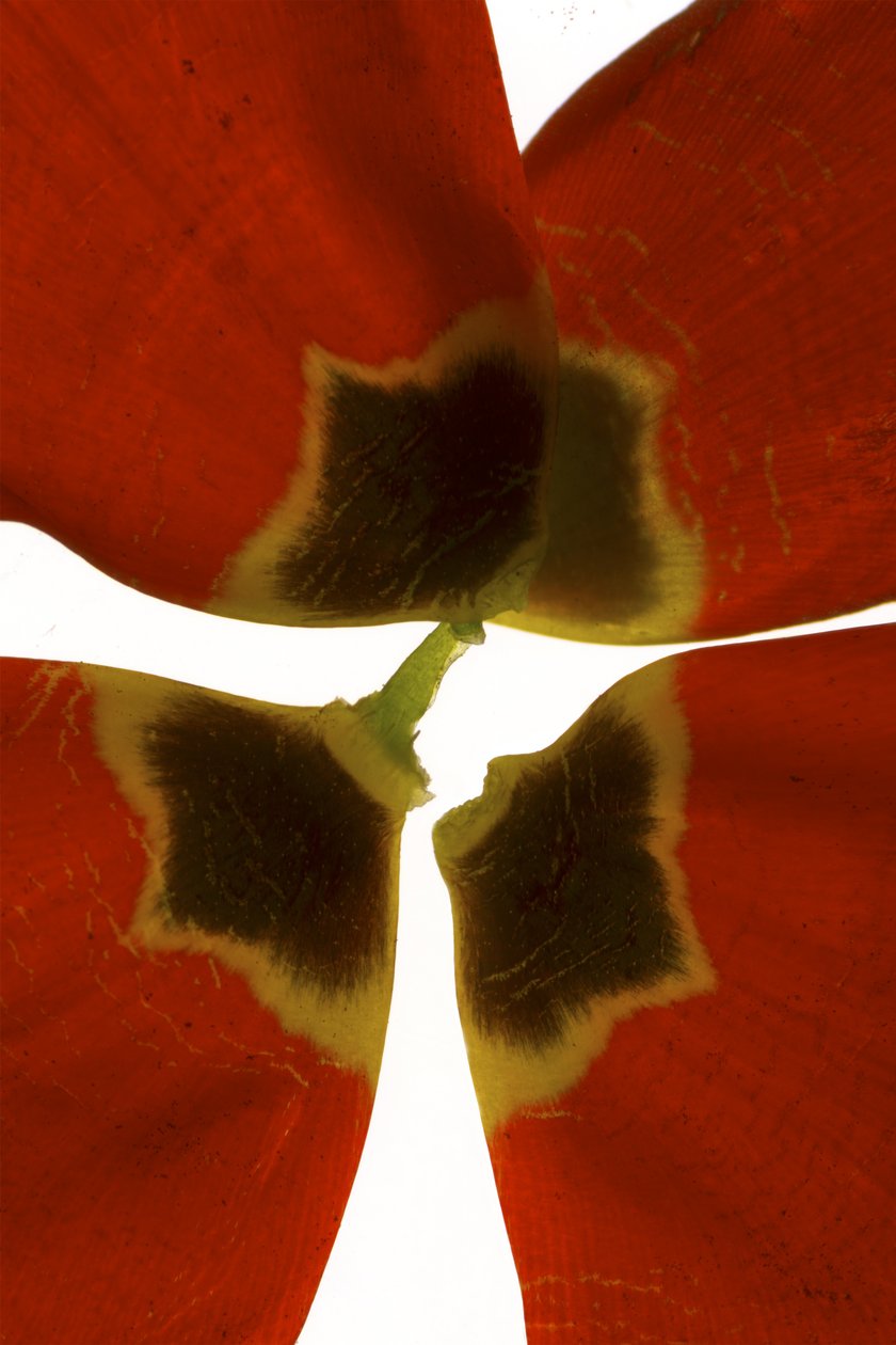 Rittenhouse Tulip I（数码摄影，数码原版，摄影） 作者 朱莉娅·麦克莱摩（Julia McLemore）