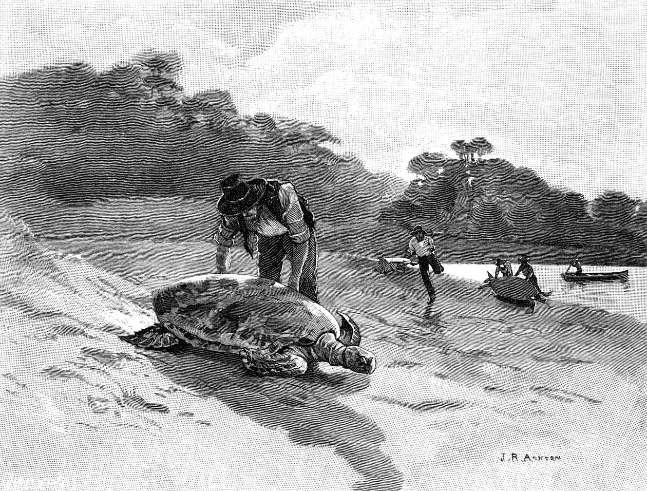 捕捉海龟》，1886年。 作者 朱利安·阿什顿（Julian Ashton）