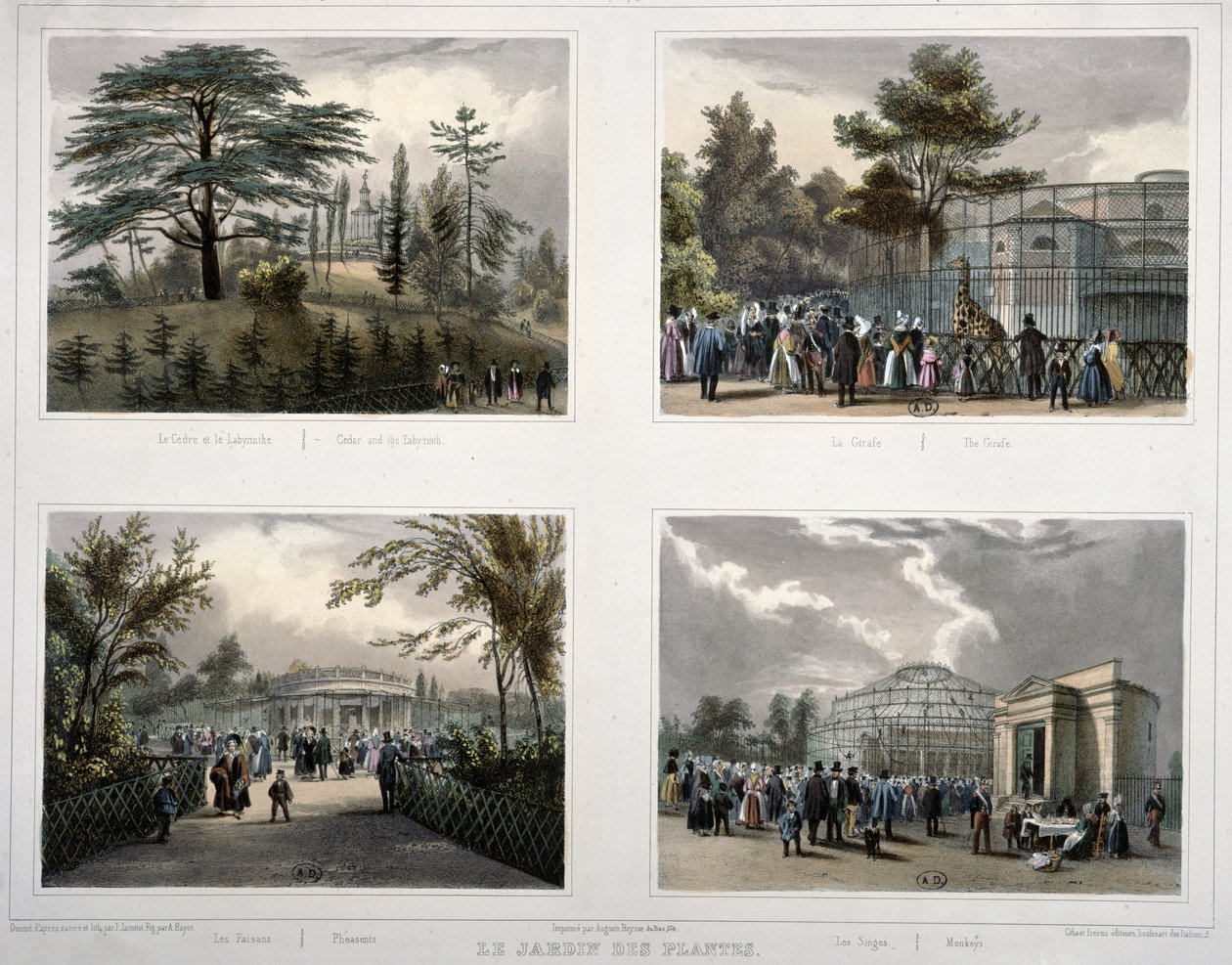 巴黎植物园（Jardin des Plantes）：雪松和迷宫，长颈鹿，野鸡，猴子 作者 让·雅科泰