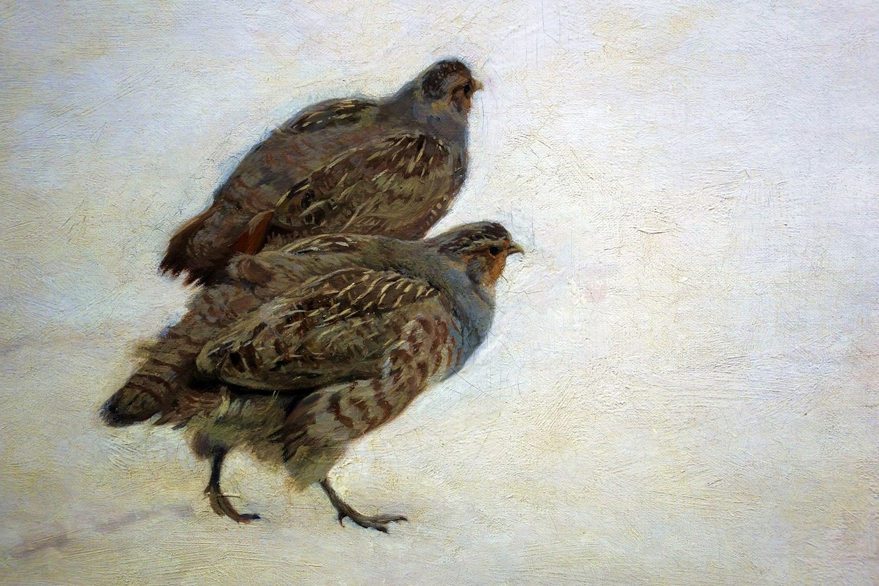 鹧鸪 作者 约瑟夫·切沃文斯基