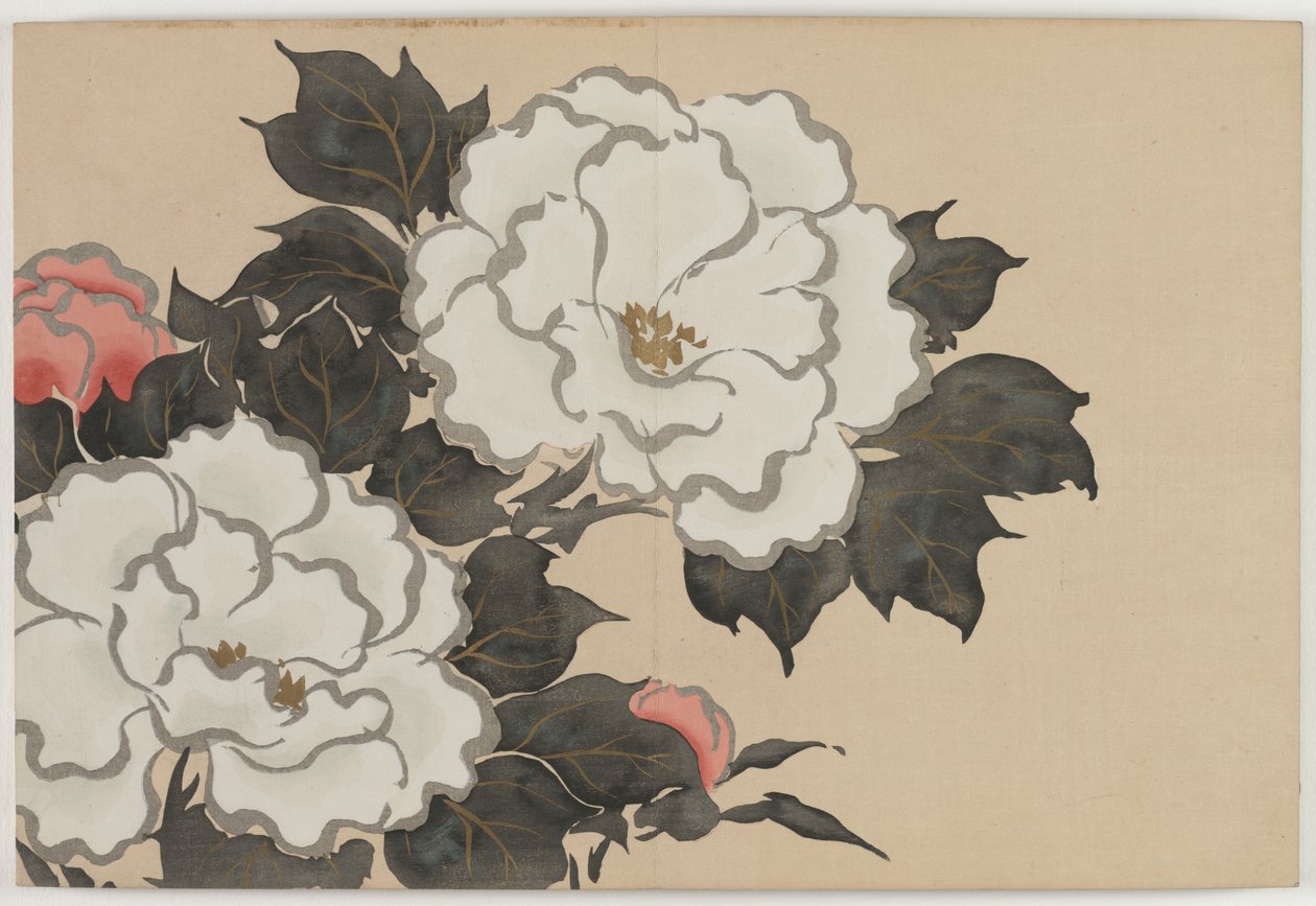 百世花卉（百草）：牡丹（深草） 作者 神坂积家