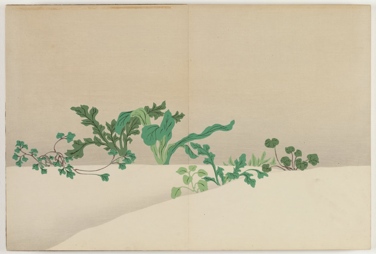 百世花卉（百草）：早春的七种草本植物（七草） 作者 神坂积家