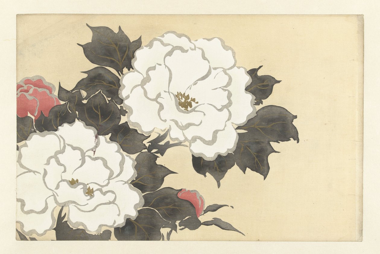 Peonies，1909（木版画） 作者 神坂积家