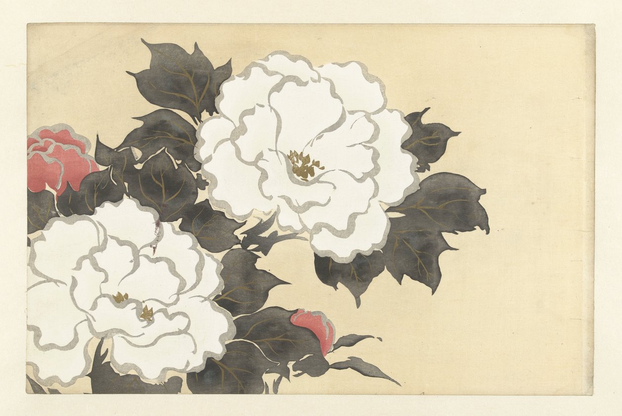 牡丹
深见草
百世花卉（系列名称）
Momoyogusa, dl. 1（系列名称） 作者 神坂积家