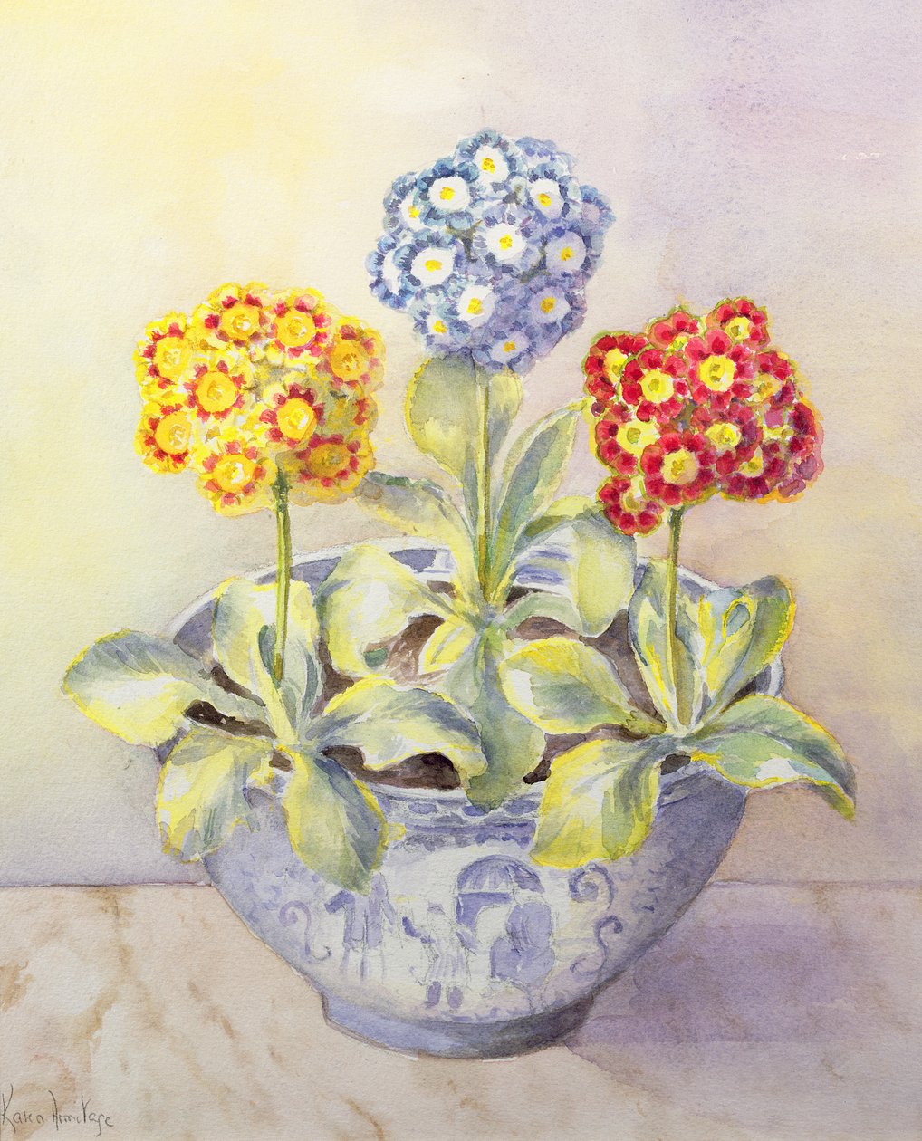 在中国锅的Auricula 作者 卡伦·阿米蒂奇（Karen Armitage）