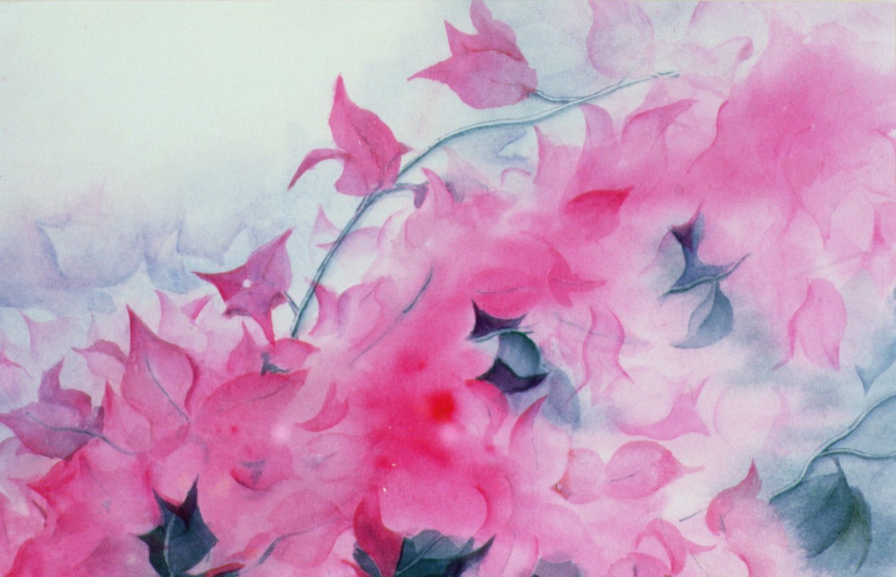 布干维拉 作者 卡伦·阿米蒂奇（Karen Armitage）