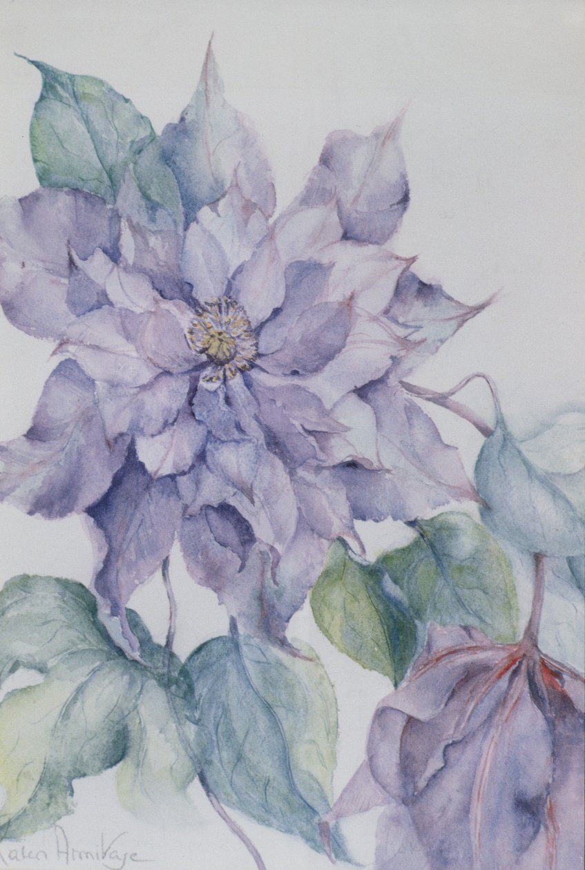 铁线莲，内维尔勋爵 作者 卡伦·阿米蒂奇（Karen Armitage）