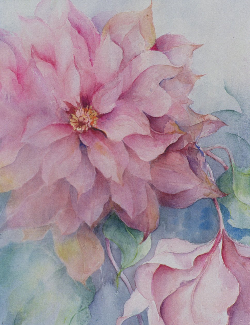 Clematis Vyvyan Penell 作者 卡伦·阿米蒂奇（Karen Armitage）