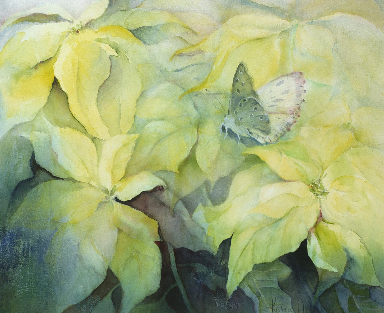 与蝴蝶的奶油色一品红 作者 卡伦·阿米蒂奇（Karen Armitage）