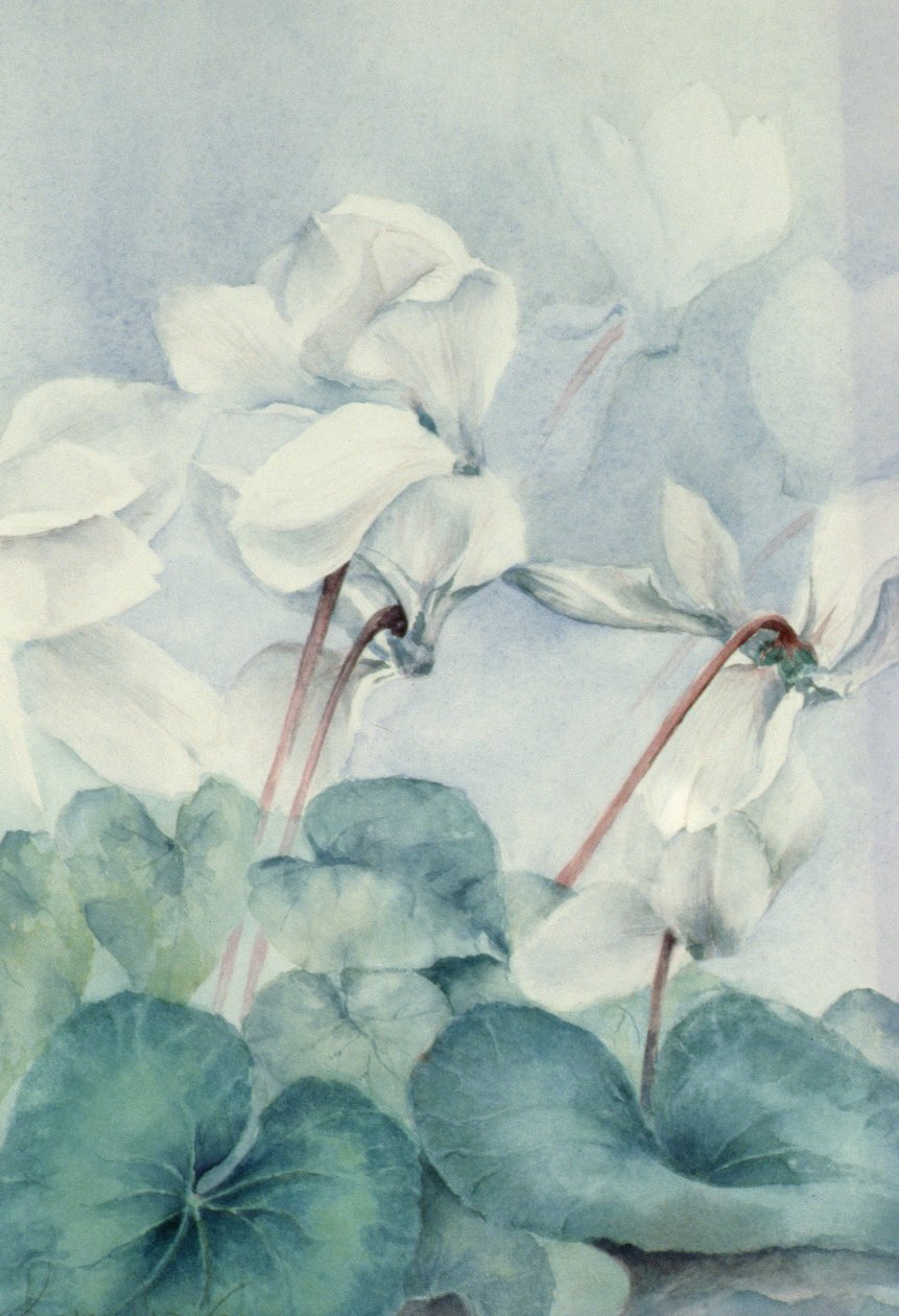 仙客来，凯旋白 作者 卡伦·阿米蒂奇（Karen Armitage）