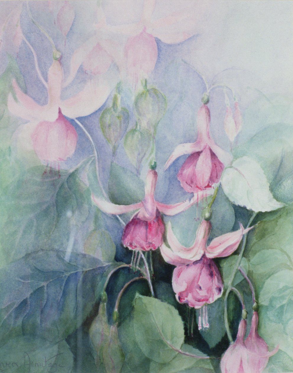 Fuschia，粉红色车夫 作者 卡伦·阿米蒂奇（Karen Armitage）