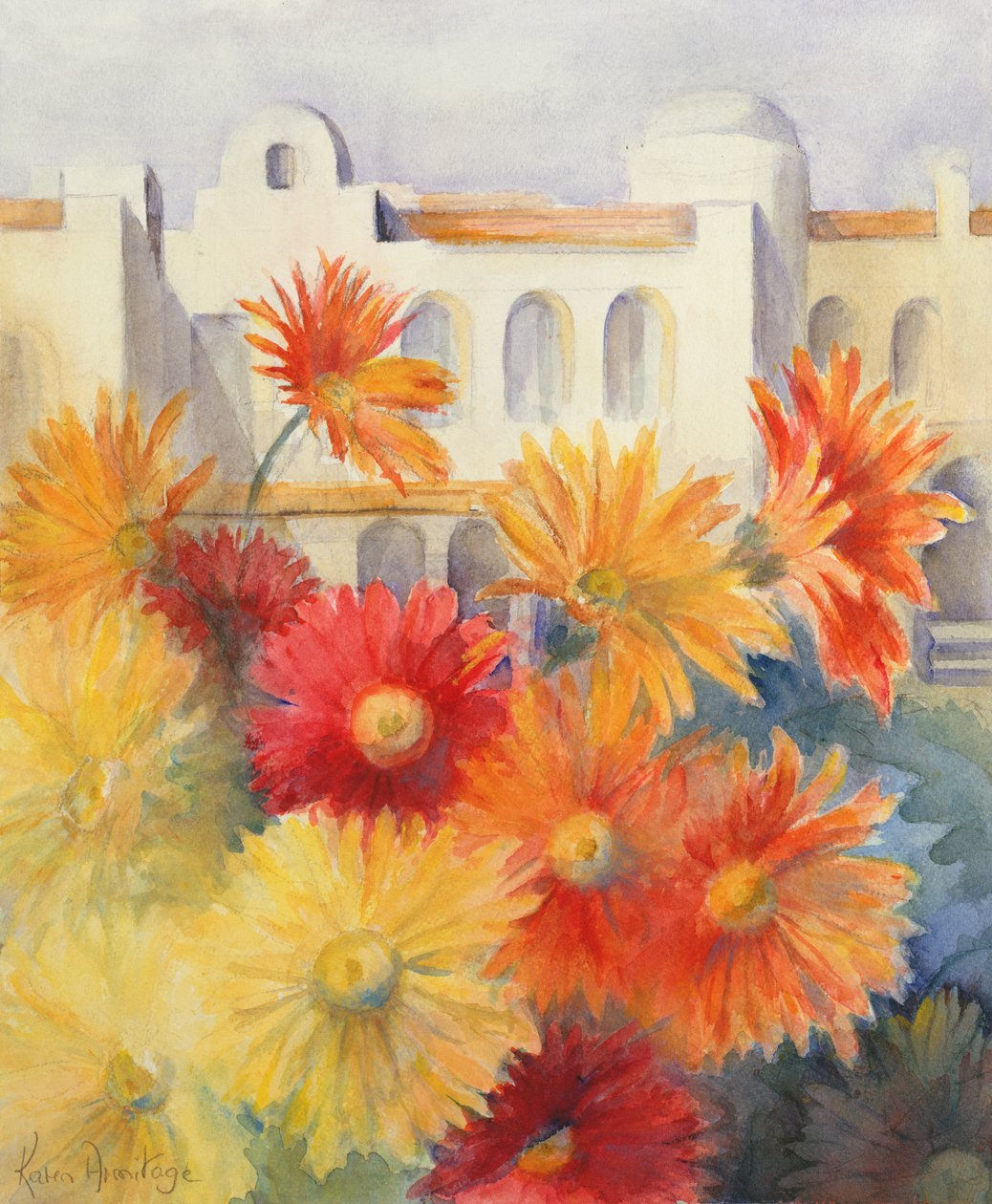 非洲菊 作者 卡伦·阿米蒂奇（Karen Armitage）