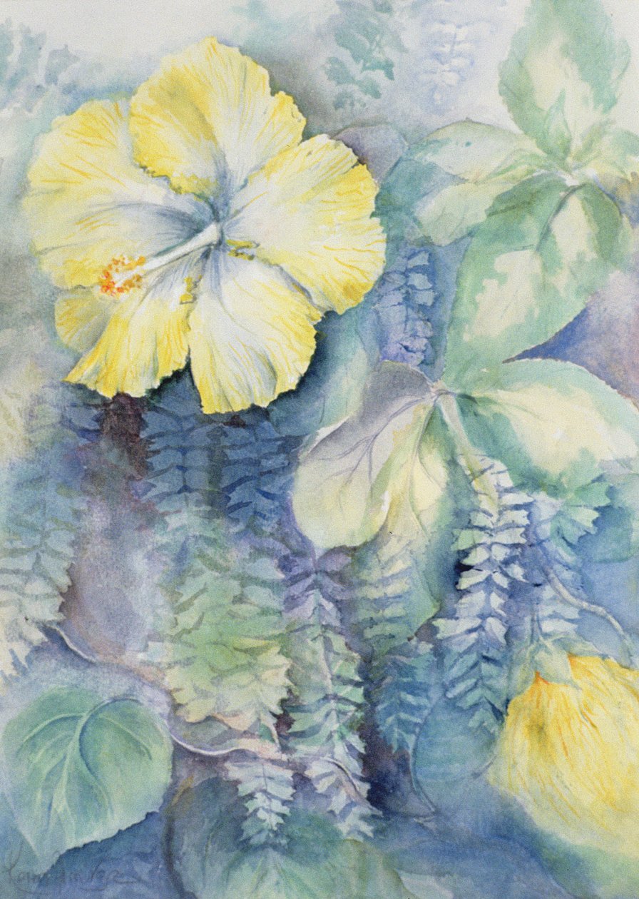 芙蓉，黄色 作者 卡伦·阿米蒂奇（Karen Armitage）